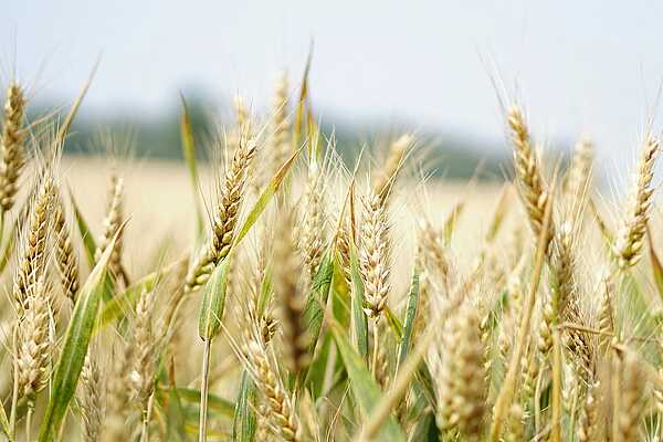 Meet your next Georgian or Ukranian Business Partner in Germany between August 18 and 30, 2024! Meet your next Georgian or Ukranian Business Partner in Germany between August 18 and 30, 2024!